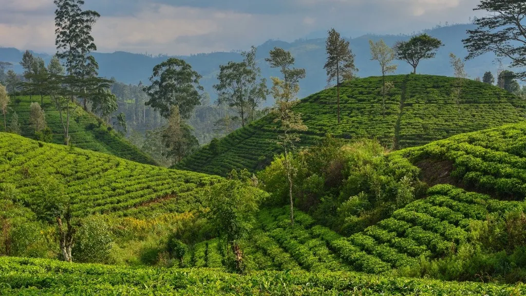 Ancient Wonders: Exploring Sri Lanka's Cultural Triangle