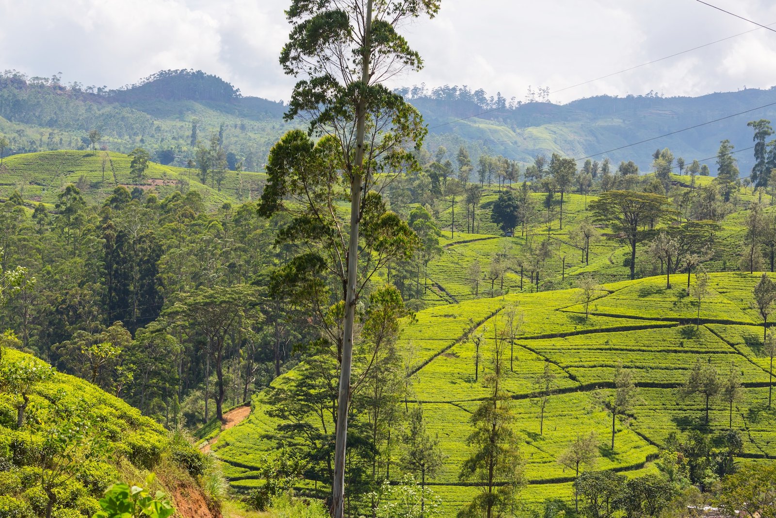 Tea Trail Tour