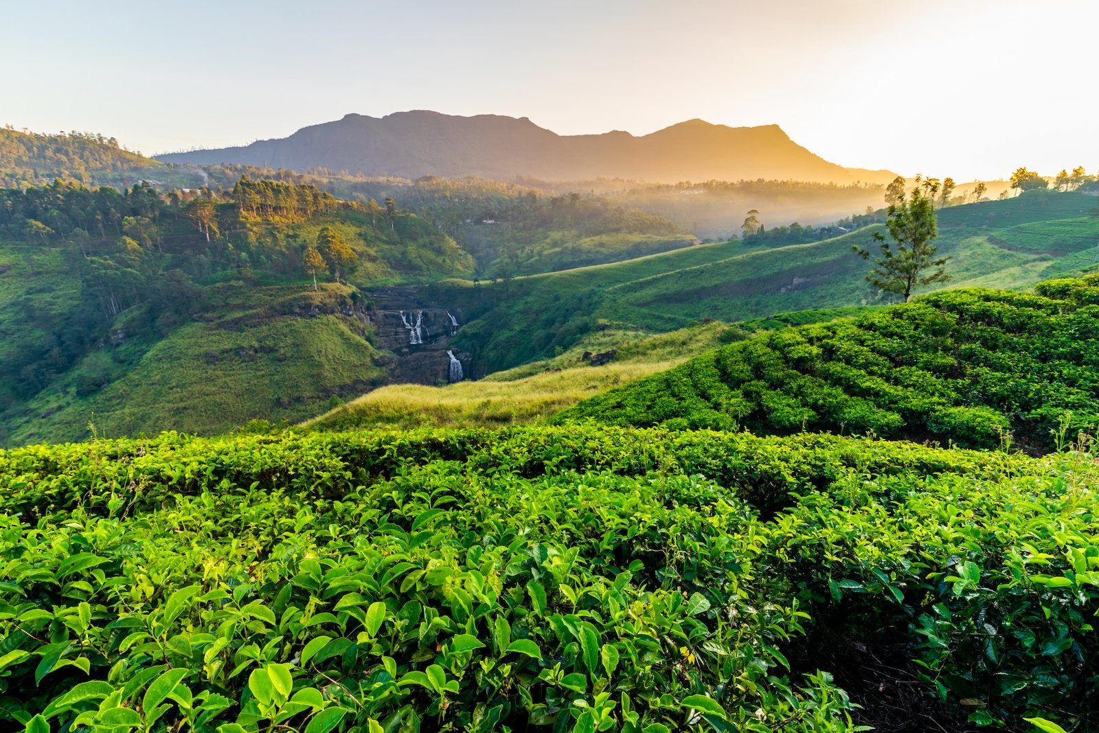 Scenic Highlights Tour