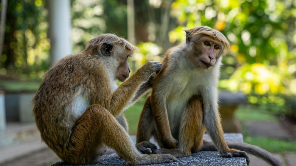 Top 5 National Parks in Sri Lanka for Wildlife Safaris