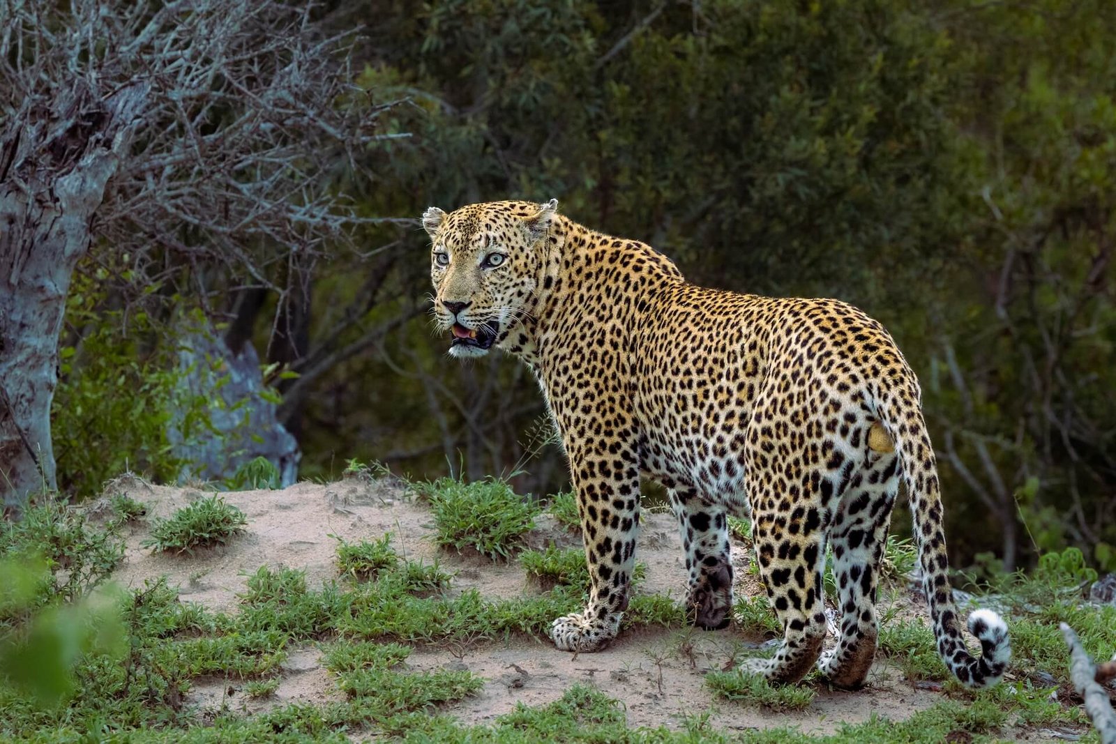 Wildlife & Nature Tour